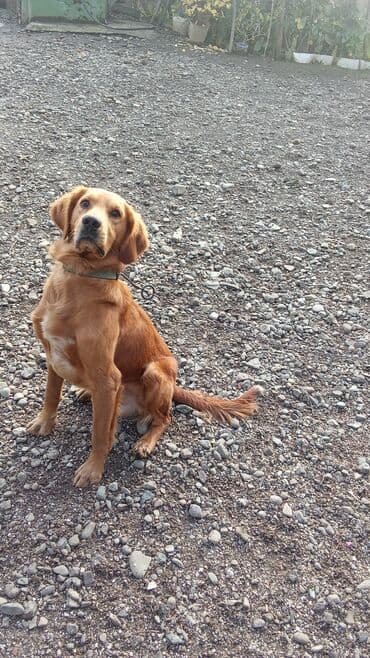 Retriever, 2 il lalafo.az -da Retriever, 2 il