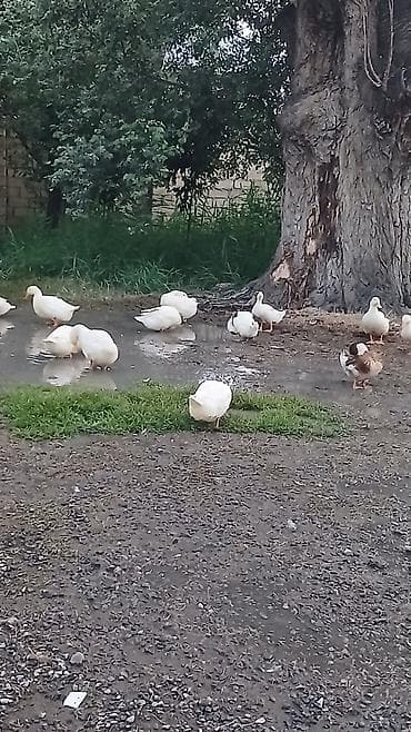 Ağ ördəklər – təsərrüfat üçün - Cins: ağ ev/ferma ördəkləri (yerli lalafo.az -da Ağ ördəklər – təsərrüfat üçün - Cins: ağ ev/ferma ördəkləri (yerli