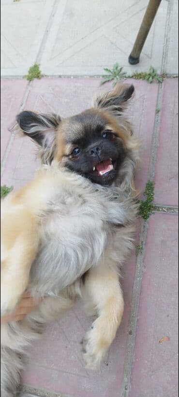 Pekines, 2 il, Dişi, Peyvəndli, Ödənişli çatdırılma, Ünvandan götürmə lalafo.az -da Pekines, 2 il, Dişi, Peyvəndli, Ödənişli çatdırılma, Ünvandan götürmə