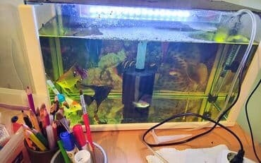 Akvaryum dəsti – kompakt masaüstü model qiymət sondur - Şəffaf ön və lalafo.az -da Akvaryum dəsti – kompakt masaüstü model qiymət sondur - Şəffaf ön və