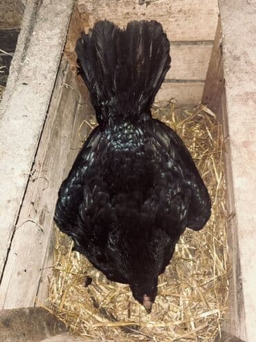 Toyuq, Damazlıq lalafo.az -da Toyuq, Damazlıq