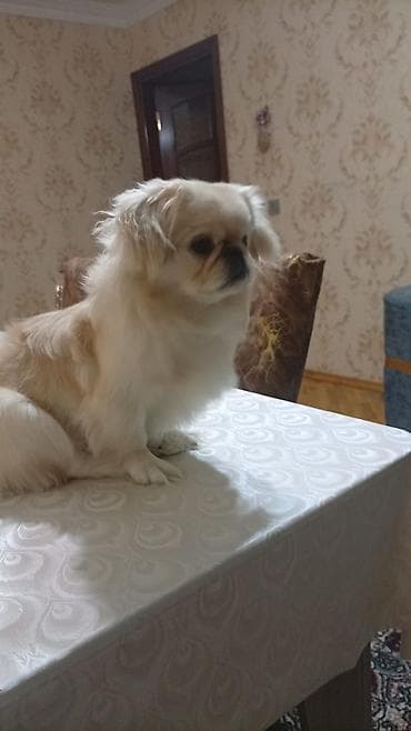 Pekines lalafo.az -da Pekines