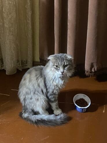 Şotland uzun tüklü, Dişi, Yaxşı əllərə, Ödənişli çatdırılma lalafo.az -da Şotland uzun tüklü, Dişi, Yaxşı əllərə, Ödənişli çatdırılma