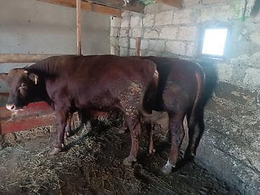 2 baş Angus danadi 2 sinin diri kq si 900 E yaxındı endirim olunacaq lalafo.az -da 2 baş Angus danadi 2 sinin diri kq si 900 E yaxındı endirim olunacaq