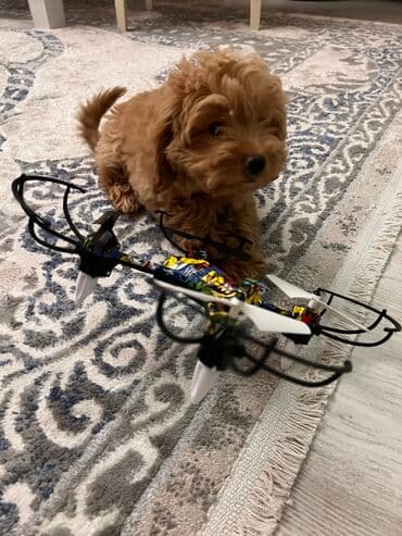 Malta bolonka, 3 ay, Dişi, Peyvəndli, Pulsuz çatdırılma, Ünvandan götürmə lalafo.az -da Malta bolonka, 3 ay, Dişi, Peyvəndli, Pulsuz çatdırılma, Ünvandan götürmə