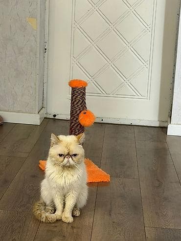 Ekzot, Erkək lalafo.az -da Ekzot, Erkək