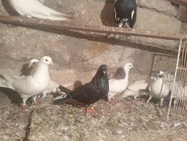 Salam aleykum quşlar satılır tam sağlam uçan super quşlardı biri 5 lalafo.az -da Salam aleykum quşlar satılır tam sağlam uçan super quşlardı biri 5