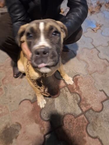 İt – böyük cüssəli, qısa tüklü, tünd-qəhvəyi və bej rəngli. Üzdə ağ lalafo.az -da İt – böyük cüssəli, qısa tüklü, tünd-qəhvəyi və bej rəngli. Üzdə ağ