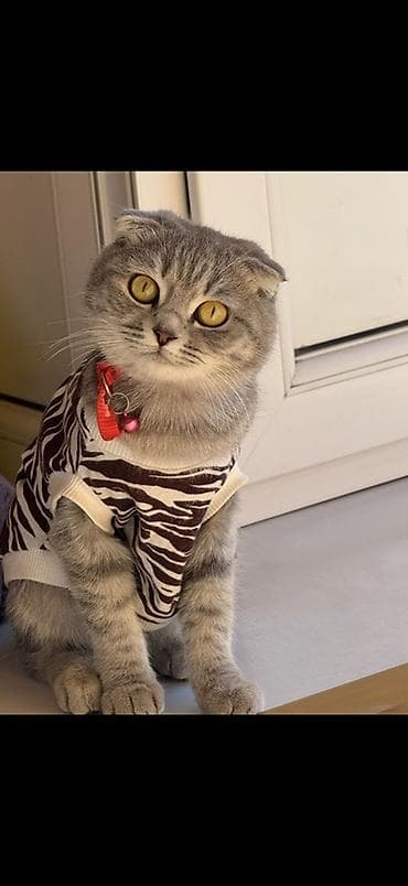 Sotland ve şinşila sortunun garışıqıdı 1yaş 3aylıqdı terbiyesi var lalafo.az -da Sotland ve şinşila sortunun garışıqıdı 1yaş 3aylıqdı terbiyesi var