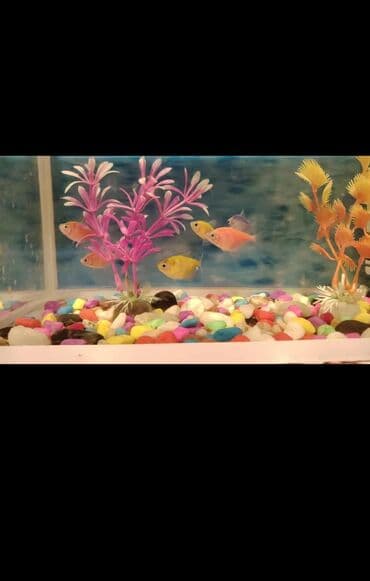 Akvaryum komplekti 6 ədəd balığ var - Şəffaf şüşəli, ağ çərçivəli lalafo.az -da Akvaryum komplekti 6 ədəd balığ var - Şəffaf şüşəli, ağ çərçivəli