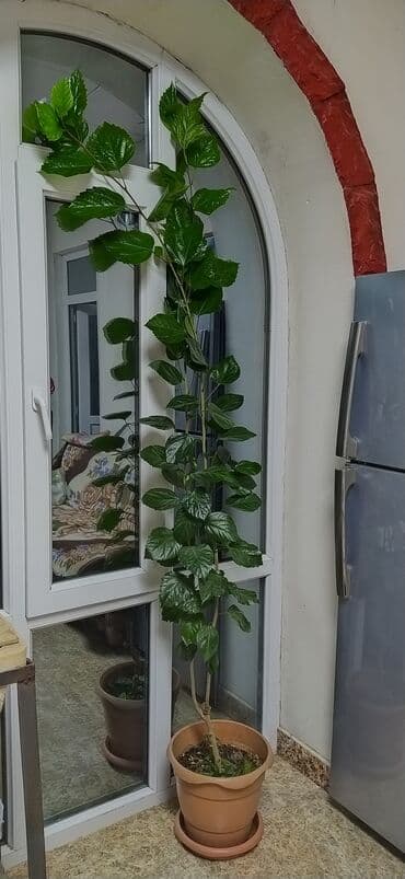 Böyük ölçülü otaq bitkisi – hibiskus (Çin qülü). - Hündürlüyü lalafo.az -da Böyük ölçülü otaq bitkisi – hibiskus (Çin qülü). - Hündürlüyü