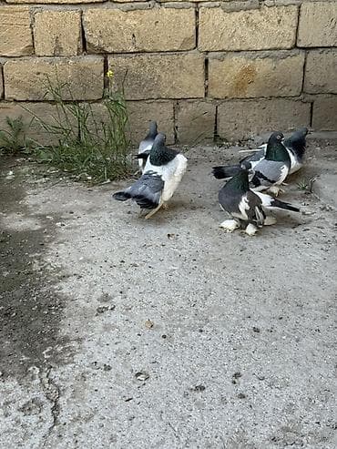 Statlar ve hünkarilər satilir ciddi alicilar yazsin ve ya zeng ede lalafo.az -da Statlar ve hünkarilər satilir ciddi alicilar yazsin ve ya zeng ede