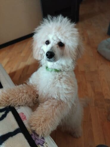 Pudel lalafo.az -da Pudel