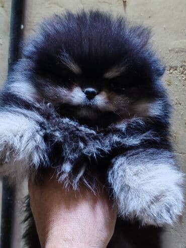 Şpitz lalafo.az -da Şpitz