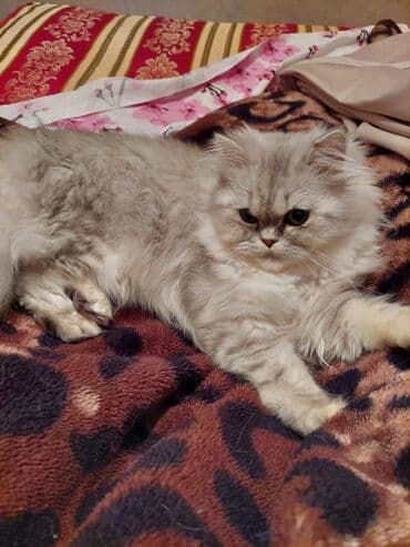 Yaxşı əllərə lalafo.az -da Yaxşı əllərə