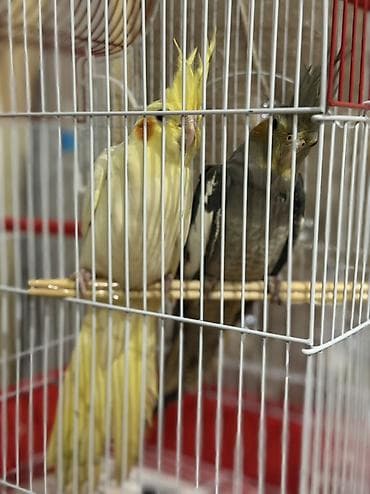 Nymph papuqayları (korella) cütü – 3 ayliq biri 25 azn +qefes,yemi lalafo.az -da Nymph papuqayları (korella) cütü – 3 ayliq biri 25 azn +qefes,yemi
