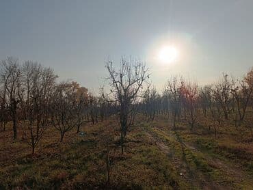 184 sot, Kənd təsərrüfatı, Kupça (Çıxarış) lalafo.az -da 184 sot, Kənd təsərrüfatı, Kupça (Çıxarış)