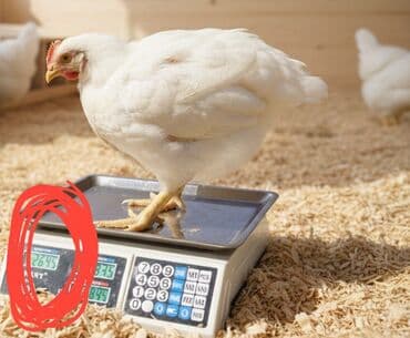 Quban cücə ev şəraitində saxlanılıb 220 dənə var lalafo.az -da Quban cücə ev şəraitində saxlanılıb 220 dənə var