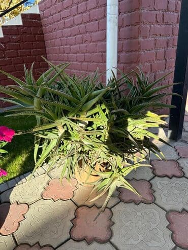 Продаю большое, здоровое алоэ 🌿 Крепкое растение, отлично приживается lalafo.az -da Продаю большое, здоровое алоэ 🌿 Крепкое растение, отлично приживается