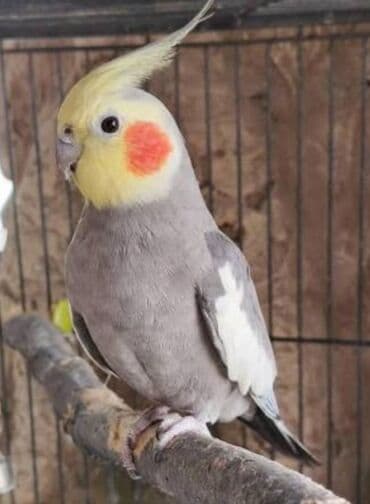 Erkek Korella Papuqay serait Olmadigi Ucun satilir lalafo.az -da Erkek Korella Papuqay serait Olmadigi Ucun satilir