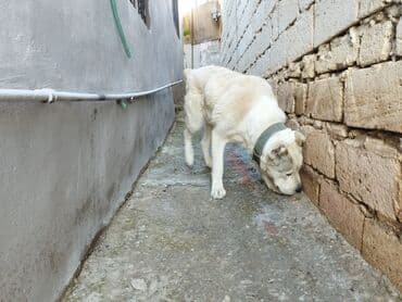 Albay 11 ayliqdi erkekdi qiymeti 200 manat lalafo.az -da Albay 11 ayliqdi erkekdi qiymeti 200 manat