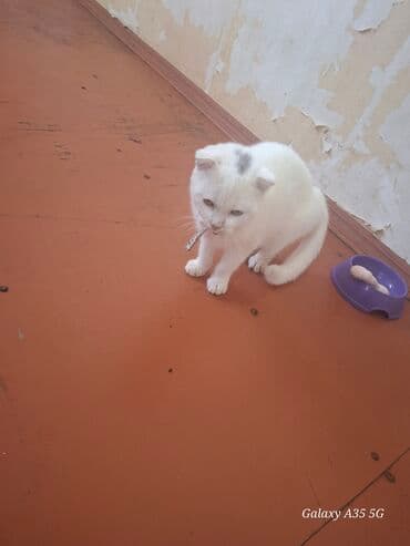 Ünvandan götürmə lalafo.az -da Ünvandan götürmə