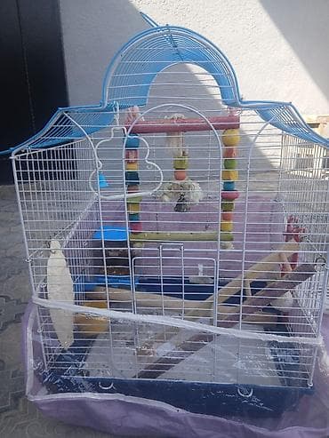 Iki ədəd böyük qəfəs satılır biri 20 m bütün aksisuarlarıyla birlikdə lalafo.az -da Iki ədəd böyük qəfəs satılır biri 20 m bütün aksisuarlarıyla birlikdə