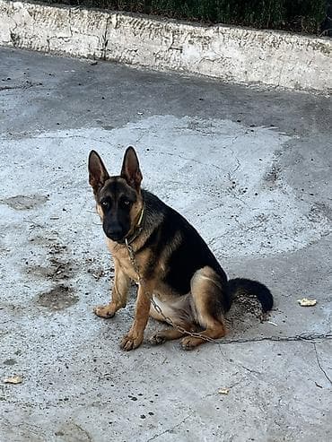 Alman çoban iti lalafo.az -da Alman çoban iti