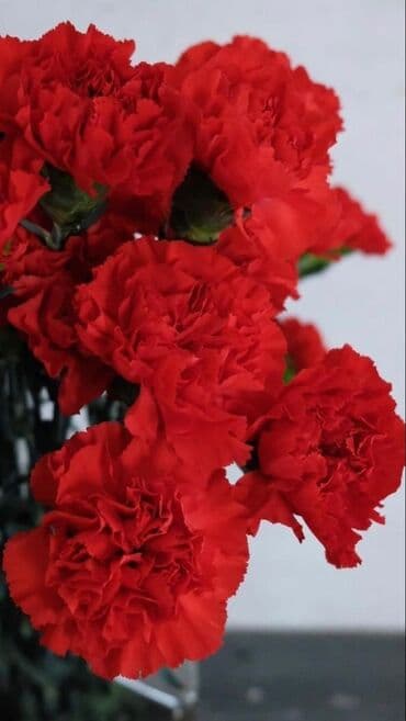 Qərənfil gülünün topdan və pərakəndə satışı mövcuddur öz isti lalafo.az -da Qərənfil gülünün topdan və pərakəndə satışı mövcuddur öz isti