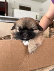 Pekines, Dişi lalafo.az -da Pekines, Dişi