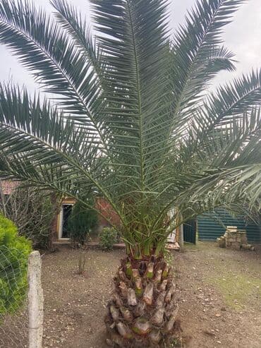Xurma palması (Phoenix dactylifera tipli dekorativ növ) - Güclü lalafo.az -da Xurma palması (Phoenix dactylifera tipli dekorativ növ) - Güclü