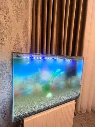 Dördbucaq akvarium, Balıqlarla birlikdə, 90 l, Ödənişli çatdırılma lalafo.az -da Dördbucaq akvarium, Balıqlarla birlikdə, 90 l, Ödənişli çatdırılma