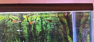 Quppi, Sülhsevər, Ünvandan götürmə lalafo.az -da Quppi, Sülhsevər, Ünvandan götürmə