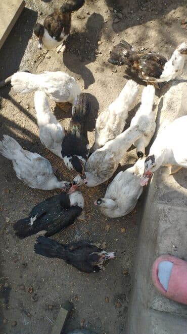 Lal ordek balalari satilir 16 denedir aprel May cixisidir.Zehmet lalafo.az -da Lal ordek balalari satilir 16 denedir aprel May cixisidir.Zehmet