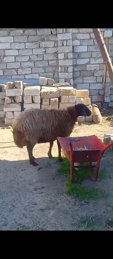 Dişi, Qala, il: 3, Damazlıq lalafo.az -da Dişi, Qala, il: 3, Damazlıq