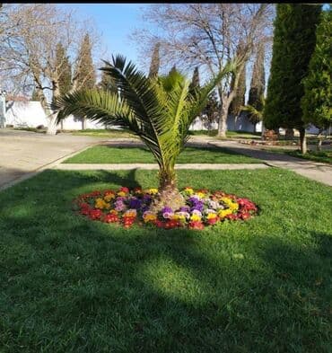 Qazon si̇fari̇şi̇ həyət və villalar ücün yüksək kefiyətli qazon lalafo.az -da Qazon si̇fari̇şi̇ həyət və villalar ücün yüksək kefiyətli qazon