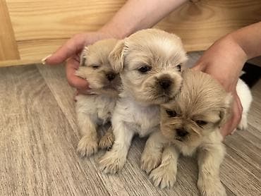 Pekines, 1 ay, Dişi lalafo.az -da Pekines, 1 ay, Dişi