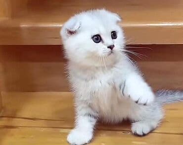 Şotland yastı qulaq lalafo.az -da Şotland yastı qulaq