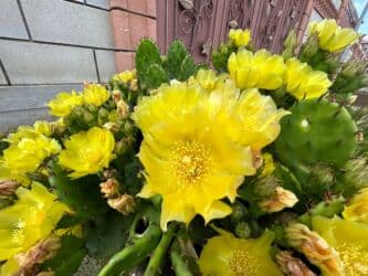 Удобрения: Tikanlı kaktus toxumları Kaktus (Hindistan düyü) 1 toxum-0,50 qəpik at lalafo.az — 8 Удобрения: Tikanlı kaktus toxumları Kaktus (Hindistan düyü) 1 toxum-0,50 qəpik — 8