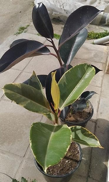 Fikus elastika (rezin ağacı) saksı bitkisi - Növ: Ficus elastica – lalafo.az -da Fikus elastika (rezin ağacı) saksı bitkisi - Növ: Ficus elastica –