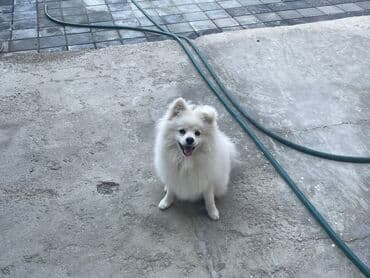 Şpitz, 7 ay, Erkek, Peyvəndli, Ünvandan götürmə lalafo.az -da Şpitz, 7 ay, Erkek, Peyvəndli, Ünvandan götürmə