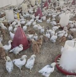 Toyuq cücələri, Ətlik lalafo.az -da Toyuq cücələri, Ətlik