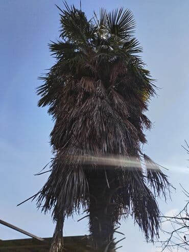 Məhsul: Palma ağacı (Trachycarpus tipli fan-palması) uzunluğu 8-10 lalafo.az -da Məhsul: Palma ağacı (Trachycarpus tipli fan-palması) uzunluğu 8-10
