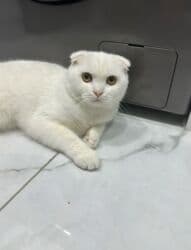 Şotland yastı qulaq, Erkək, Cütləşmə üçün, Pulsuz çatdırılma lalafo.az -da Şotland yastı qulaq, Erkək, Cütləşmə üçün, Pulsuz çatdırılma