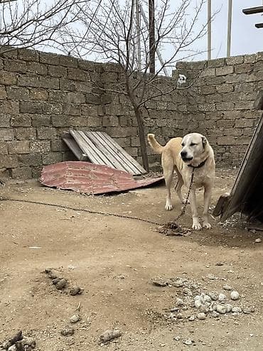 Qurdbasar, 2 il, Erkek lalafo.az -da Qurdbasar, 2 il, Erkek