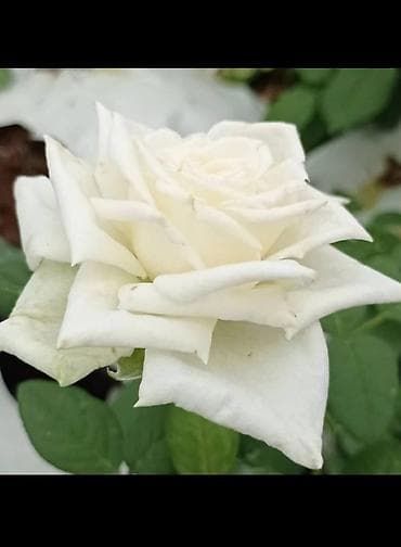 Ağ qızılgül (gül kolları/fidan) - Rəng: saf ağ, kremi alt tonlarla - lalafo.az -da Ağ qızılgül (gül kolları/fidan) - Rəng: saf ağ, kremi alt tonlarla -