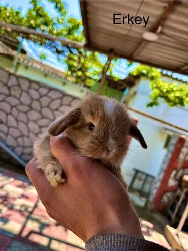 Salam🖐🏻. Müxtelif karlik reng seçimleri ve sortları var 🎁 ad lalafo.az -da Salam🖐🏻. Müxtelif karlik reng seçimleri ve sortları var 🎁 ad