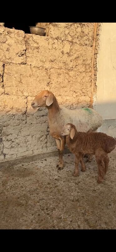 Qoyun ana bala ilə - Növ: Yerli cins quzu ilə ana qoyun - Ana lalafo.az -da — 3 Qoyun ana bala ilə - Növ: Yerli cins quzu ilə ana qoyun - Ana — 3