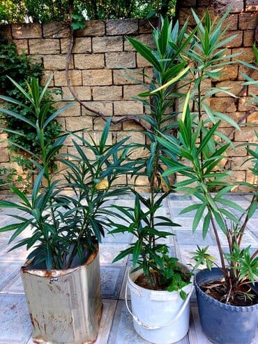 Ağac gülü / Yapon əzgili (muşmula) böyük 10 azn (ədədi) Çatdırılma / lalafo.az -da Ağac gülü / Yapon əzgili (muşmula) böyük 10 azn (ədədi) Çatdırılma /