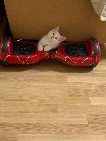 İşlənmiş Giroskuter 10.5", 751 - 1000 Vt, 6 - 15 km/s lalafo.az -da İşlənmiş Giroskuter 10.5", 751 - 1000 Vt, 6 - 15 km/s